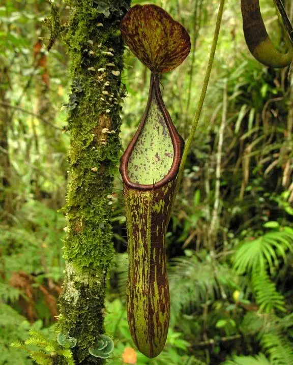 Plants in Mt. Cabalian, Southern Leyte: A stunning natural wonder.