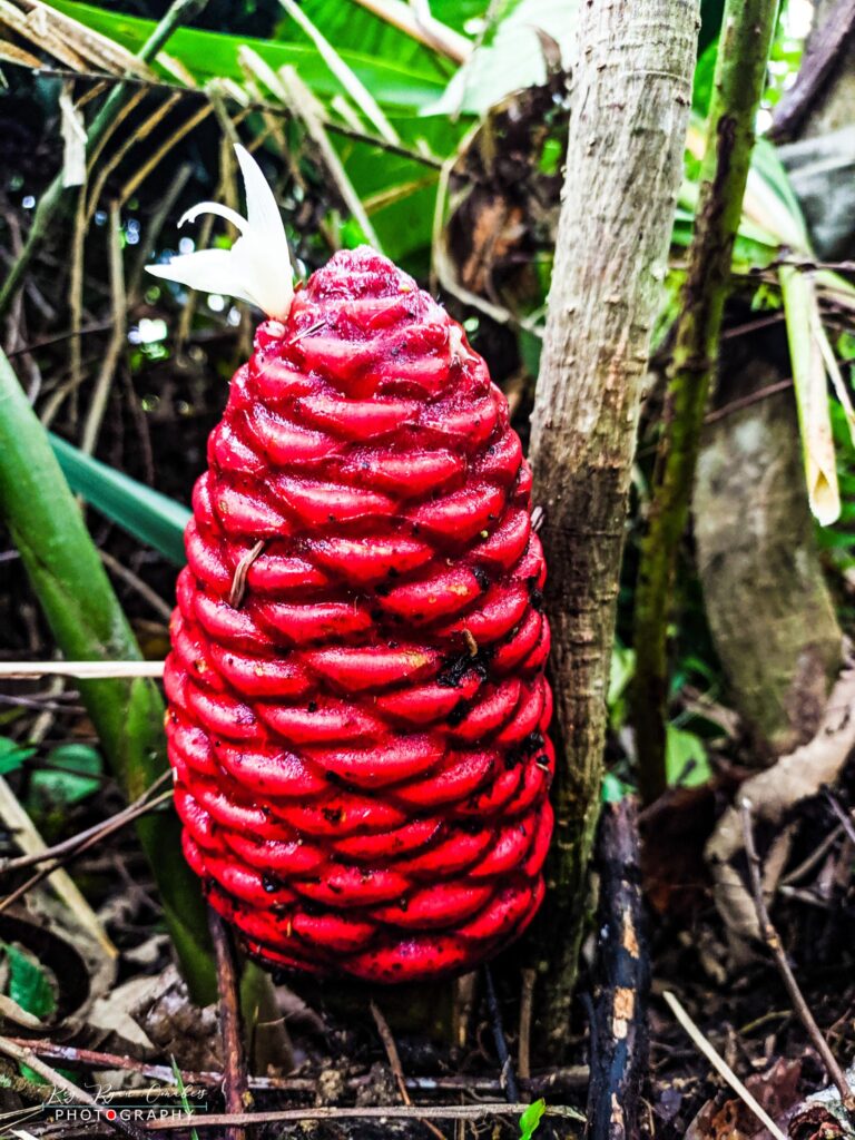 Mt Cabalian Lake Danao Philippines