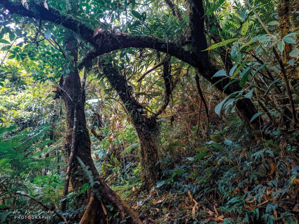 Mt Cabalian Lake Danao Philippines