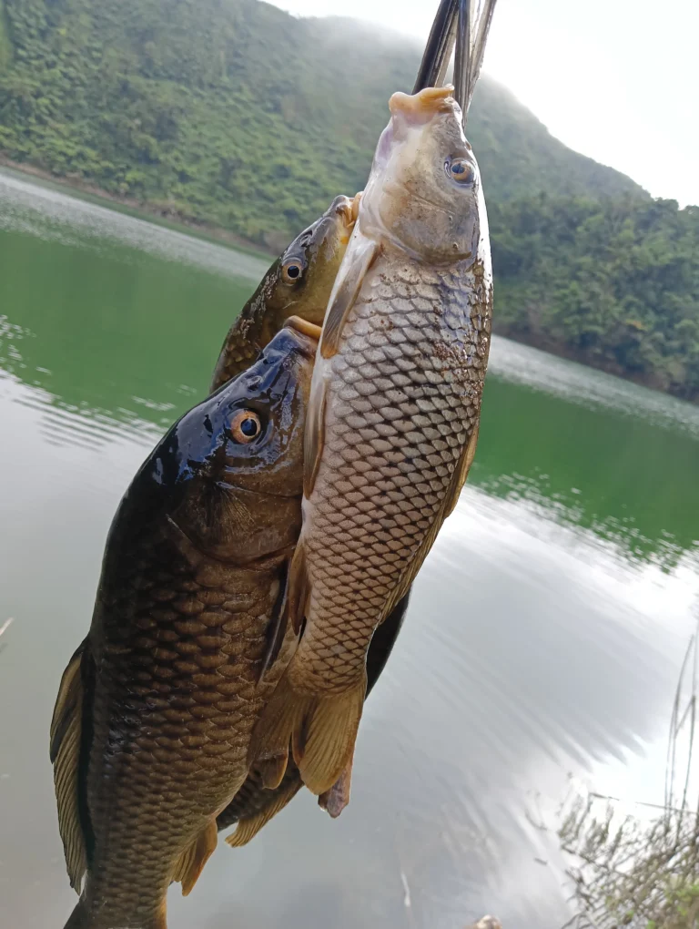 Kind of fish in Mt Cabalian Crater